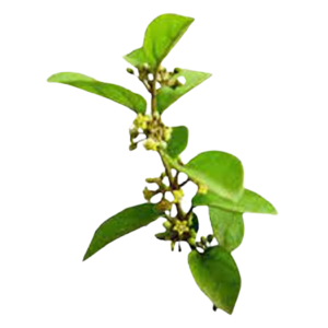 Picture of गुड़मार