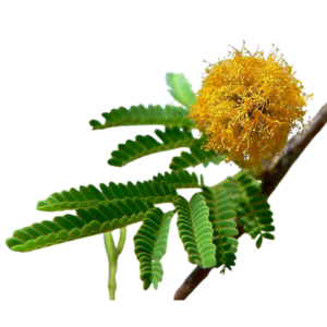 Picture of बबूल