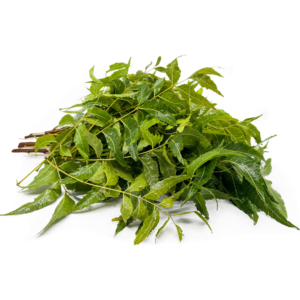 Picture of नीम पंचांग