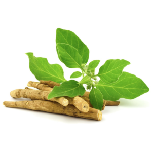 Picture of अश्वगंधा